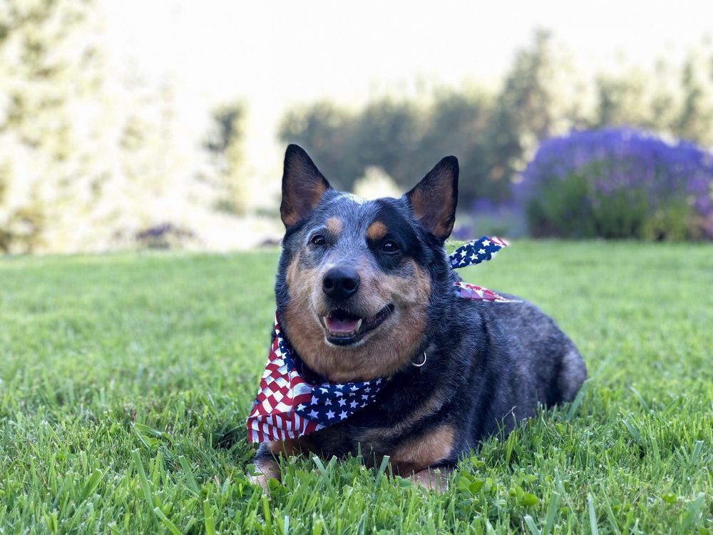 Oregon’s Top Rated Local® Pet Groomers Award Winner Blue Ribbon Pet