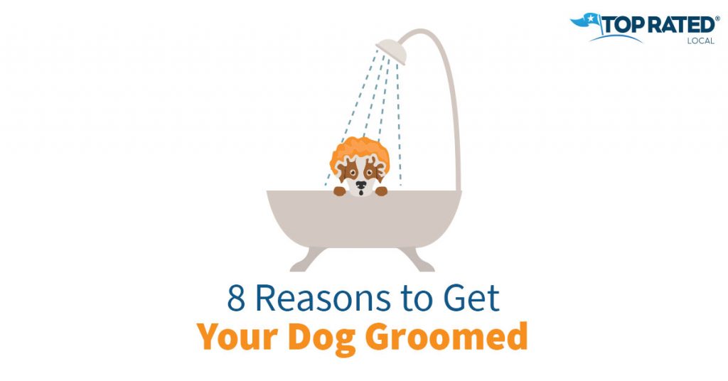 8 Reasons to Get Your Dog Groomed