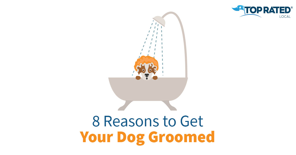 8 Reasons to Get Your Dog Groomed