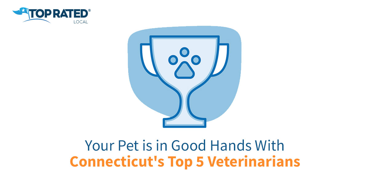 Your Pet is in Good Hands With Connecticut's Top 5 Veterinarians